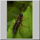 Tenthredo atra - Blattwespe 08.jpg